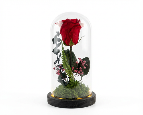 Large Preserved Rose in Glass Dome with LED Lights